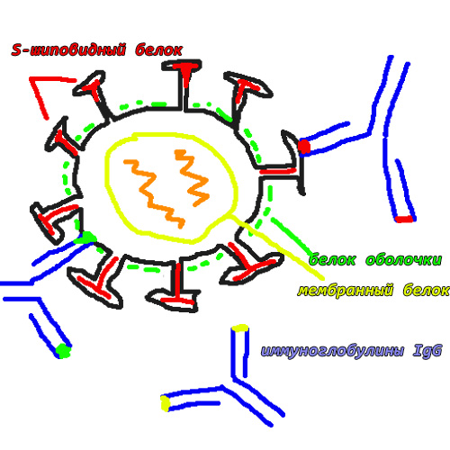 Коронавирус и специфические иммуноглобулины IgG, связывающиеся с разными эпитопами вируса